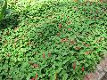 Firetail Chenille